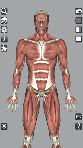 3D Bones and Organs Anatomy mod screenshots 2