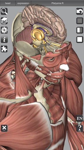 3D Bones and Organs Anatomy mod screenshots 5