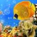 Aquarium Live Wallpaper ? Fish Tank Background MOD