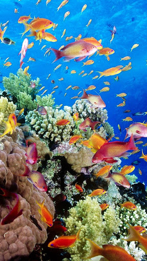 Aquarium Live Wallpaper Fish Tank Background mod screenshots 1