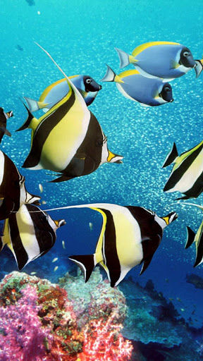 Aquarium Live Wallpaper Fish Tank Background mod screenshots 2
