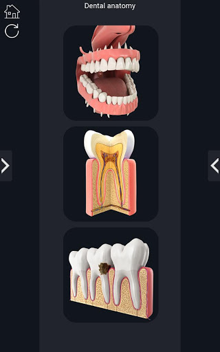 Dental Anatomy mod screenshots 1