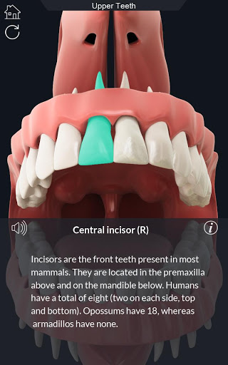 Dental Anatomy mod screenshots 3