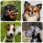 Dog Breeds – Quiz about all dogs of the world! MOD