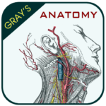 Gray’s Anatomy – Anatomy Atlas MOD