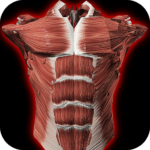 Muscular System 3D (anatomy) MOD