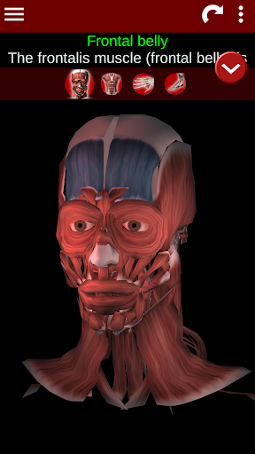 Muscular System 3D anatomy mod screenshots 1