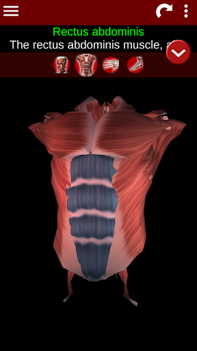 Muscular System 3D anatomy mod screenshots 2