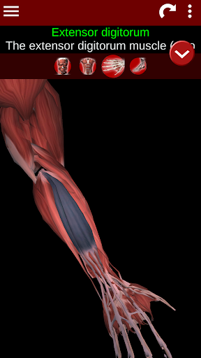 Muscular System 3D anatomy mod screenshots 3