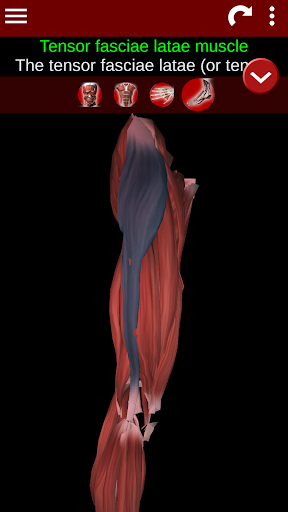 Muscular System 3D anatomy mod screenshots 4