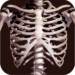 Osseous System in 3D (Anatomy) MOD
