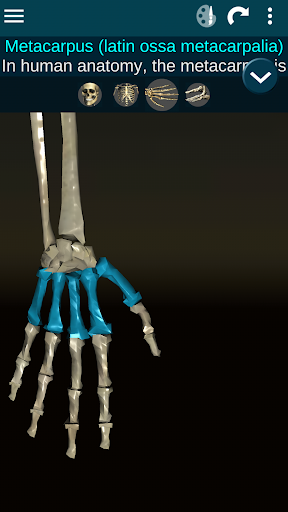 Osseous System in 3D Anatomy mod screenshots 4