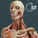 Visual Anatomy 3D | Human MOD
