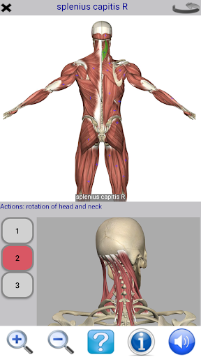 Visual Anatomy Free mod screenshots 2