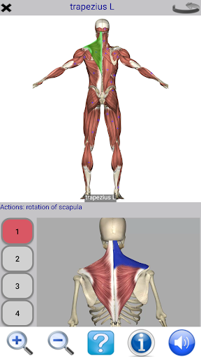 Visual Anatomy Free mod screenshots 4