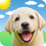 Weather Puppy – App & Widget Weather Forecast MOD